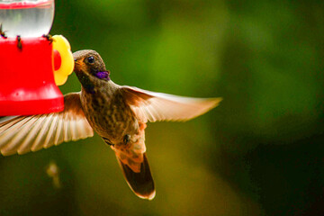 Colibrí Pardo / Brown Violetear / Colibri delphinae - Alambi, Ecuador, Reserva de Biósfera del Chocó Andino © Migue
