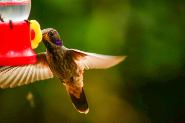 Colibrí Pardo / Brown Violetear / Colibri delphinae - Alambi, Ecuador, Reserva de Biósfera del...