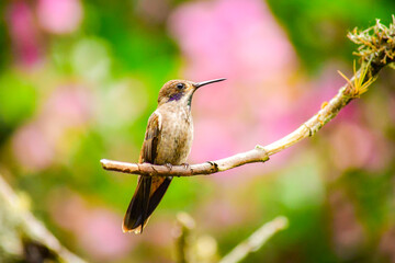 Colibrí Pardo / Brown Violetear / Colibri delphinae - Alambi, Ecuador, Reserva de Biósfera del Chocó Andino © Miguel Angel