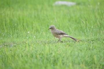 Large Grey Indian Babbler roaming around the fields