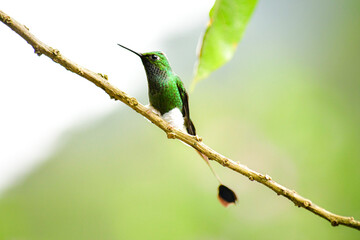 El colibrí de raqueta o colibrí cola de hoja o cola de raqueta / White-booted racket-tail Hummingbird / Ocreatus underwoodii - Alambi, Ecuador © Migue