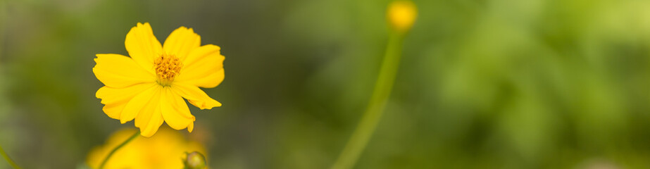 Closeup of nature view yellow Cosmos flower on blurred greenery background under sunlight with bokeh and copy space using as background natural plants landscape, ecology cover page concept.