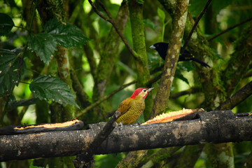 Carpintero localizado en bosque nublado, Mindo - Ecuador