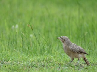 Large Grey Indian Babbler searching for its delicious prey