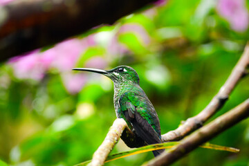 Colibrí brillante coroniverde hembra, Heliodoxa jacula,  Green-crowned brilliant  - Localizado en Alambi, Ecuador