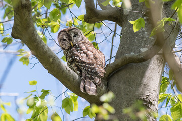 Barred owl perched in tree, looking back at camera.