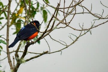 La tangara ventriescarlata / Scarlet-bellied mountain tanager / Anisognathus igniventris - Localizada en la Reserva Yanacocha