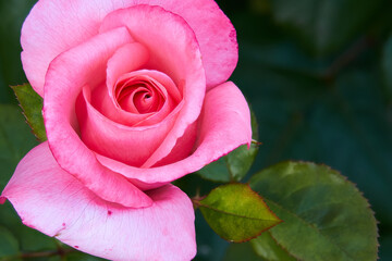 close up of colorful roses blossom with blurry green background