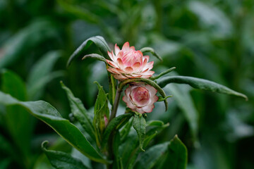 Apricot strawflowers growing in a flower garden outside.