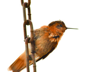 Rayito Brillante / Shining Sunbeam / Aglaeactis cupripennis ubicado en la Reserva Yanacocha, Ecuador © Migue