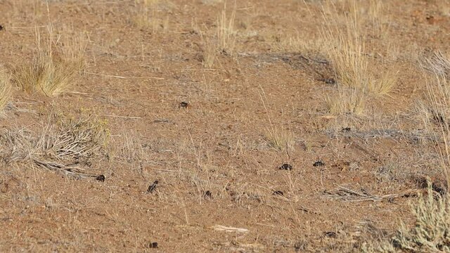 Group of mormon cricket females laying eggs in the desert several jump away slow motion