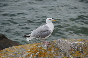 Goéland de profil . © Richard