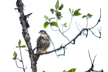 Hermoso Gavilán  Variable juvenil / Variable Hawk localizado en la Reserva Yanacocha, Ecuador