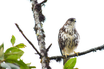 Hermoso Gavilán  Variable juvenil / Variable Hawk localizado en la Reserva Yanacocha, Ecuador