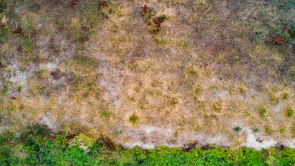 Skin grafting on subtropical grasslands
