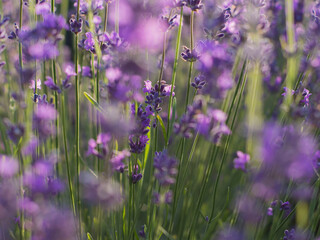 Lawenda piękna fioletowa niebieska kwiaty na polu 