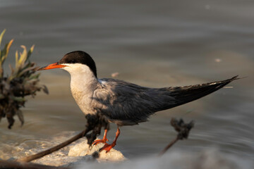White-cheeked Tern at Tubli coast of Bahrain