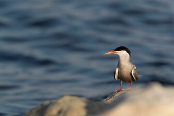 White-cheeked Tern perched on rock at Tubli coast of Bahrain