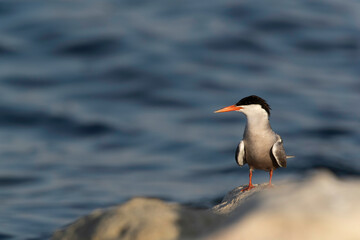 White-cheeked Tern perched on rock at Tubli coast of Bahrain