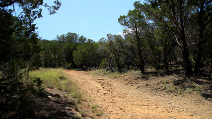 Fototapeta premium path in the woods