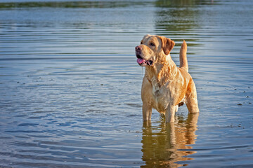 Labrador stands in the lake. Photographed in summer close-up.