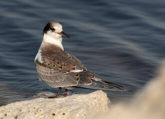 Closeup of a juvenile White-cheeked Tern perched on rock at Tubli coast of Bahrain