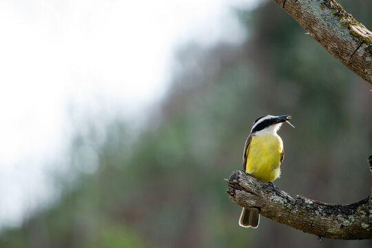 Bem-Te-Vi (Pitangus sulphuratus)