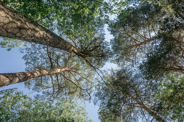 crowns of tall trees against the blue 