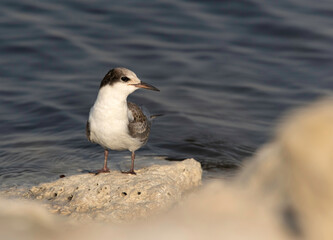 Obraz premium A juvenile White-cheeked Tern perched on limestone rock at Tubli coast of Bahrain