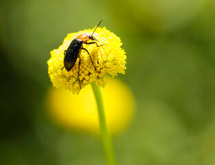 Insecto sobre un botón floral de camomila