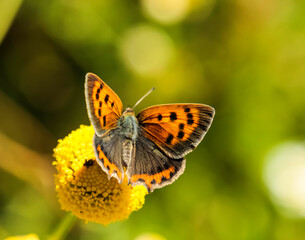 Fototapeta na wymiar Mariposa sobre flores amarillas