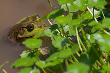 American bullfrog macro wetlands swamp