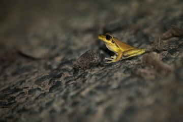 A male Stony-creek Frog hops its way towards the water for an evening drink in the rainforest near Kuranda, Queensland, Australia.