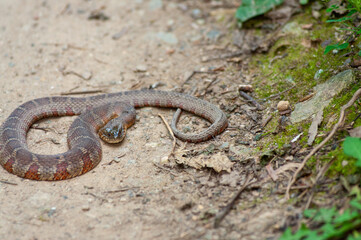 Poisonous Copperhead snake waiting to strike prey stance 