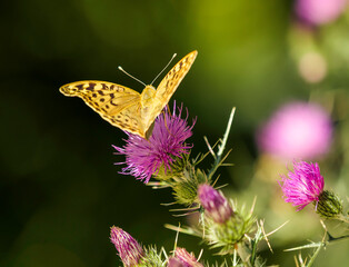 Mariposa amarilla y negra sobre flores de cardo