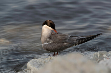 White-cheeked Tern preening in the evening hours at Tubli, Bahrain