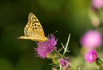 Mariposa amarilla y negra sobre flores de cardo