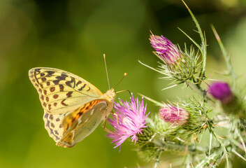 Mariposa amarilla y negra sobre flores de cardo