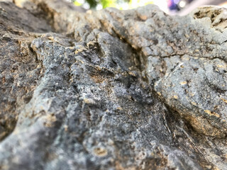 Texture of old stone