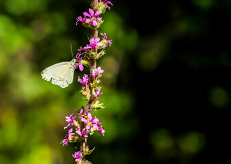 Mariposa posada en una flor de lavanda