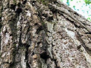 bark of a tree