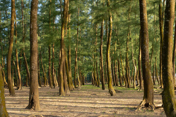 Landscaping trees lined paths.row trees in sunlight .