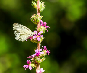 Mariposa posada en una flor de lavanda