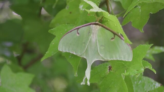 Luna Moth on a branch after a rainstorm