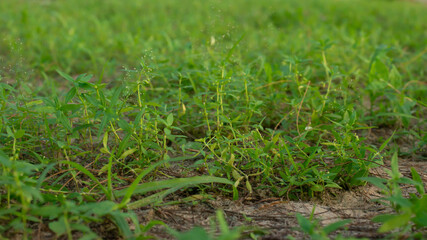 Green natural background without focus. Forest banner. Copy space. Obscure abstract texture