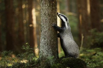 Badger stay near tree in forest, animal nature habitat, Germany, Europe. Wildlife scene. Wild...