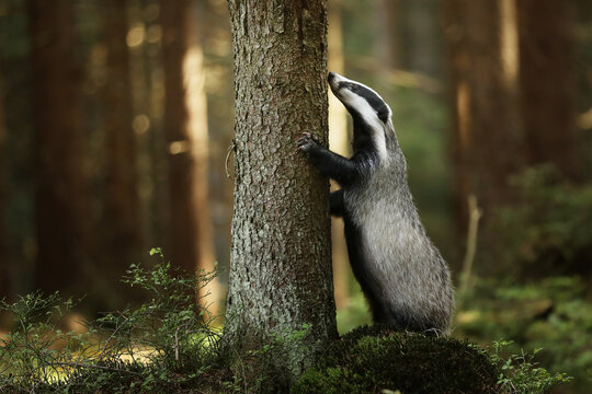 Badger stay near tree in forest, animal nature habitat, Germany, Europe. Wildlife scene. Wild Badger, Meles meles, animal in wood. European badger.