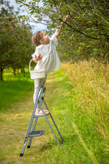 Pretty girl picks a cherry from a tree in cherry garden in Czech republic