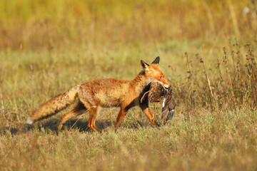  Fox on the summer meadow. Red Fox with prey, Vulpes vulpes, wildlife scene from Europe.