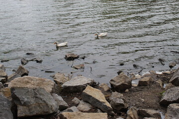 Obraz premium ducks on the water